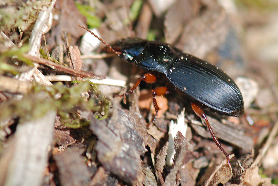 Carabidae zampe rosse da ID: Harpalus rubripes